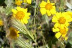 PICTURES/Wildflowers - Desert in Bloom/t_BBF15.JPG